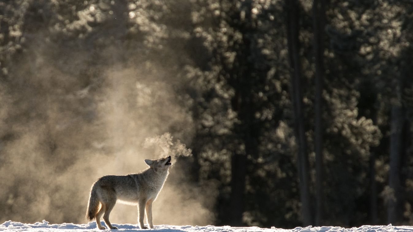 Kilőhetik Idaho farkasainak legnagyobb részét