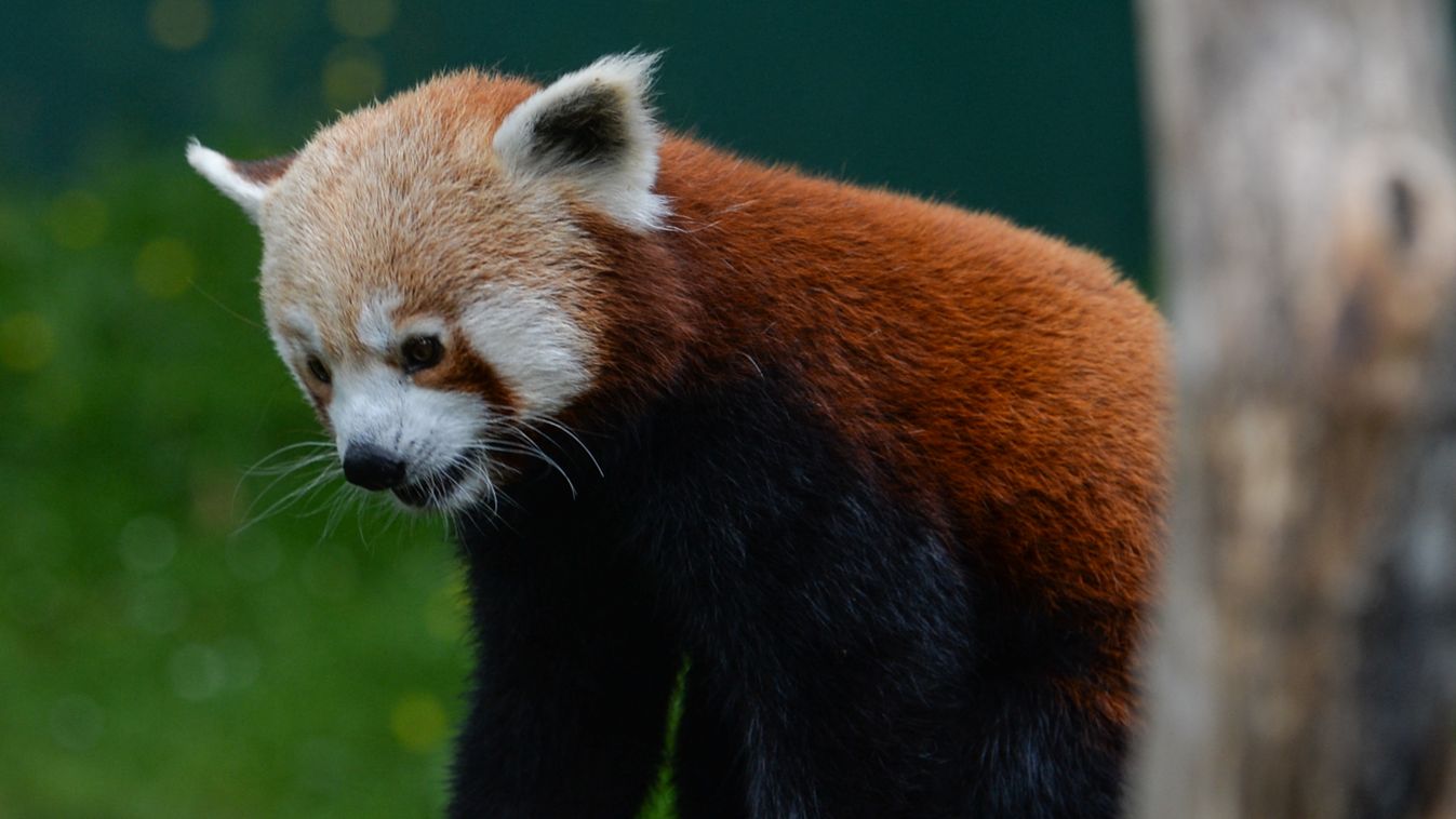 Rejtély a német állatkertben: fogalmuk nincs, hol van az egyik vörös panda