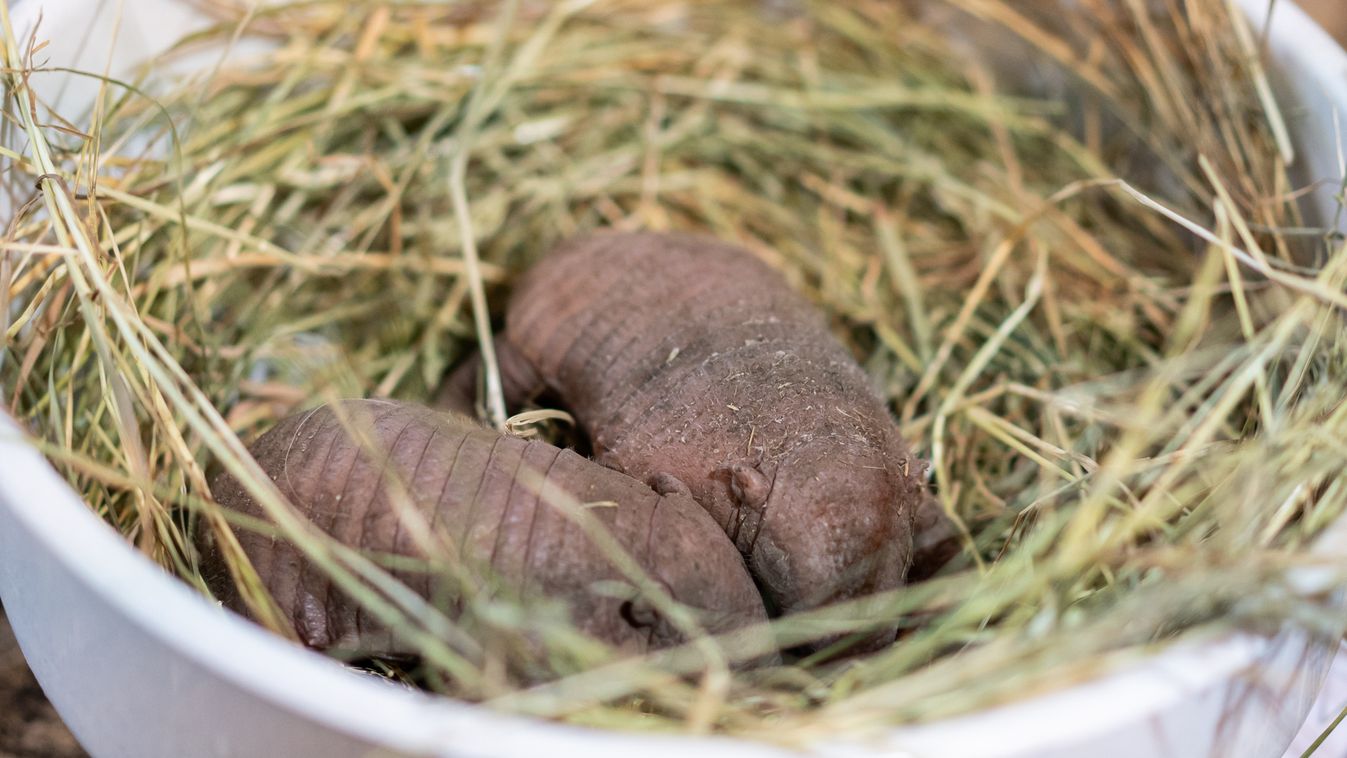 Máris utódokat nevel a Debreceni Állatkert újdonsült tatupárja