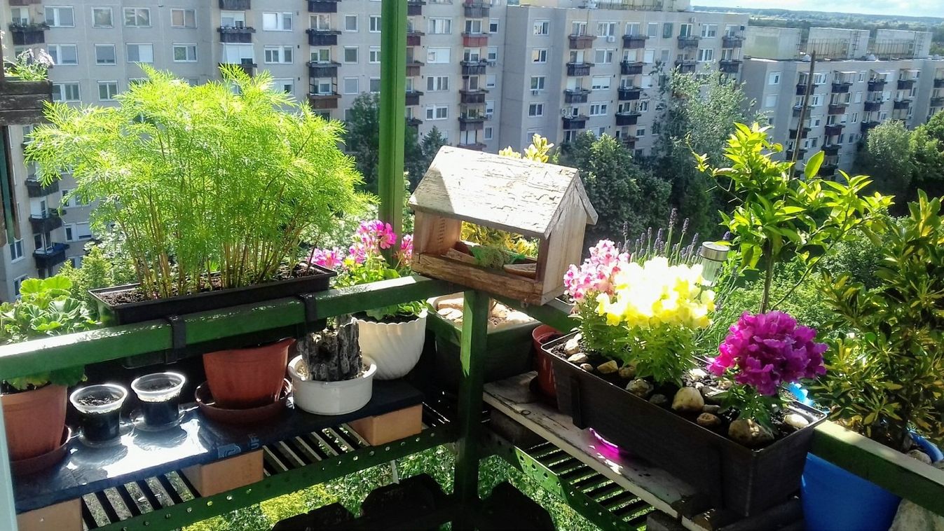 Debreceni balkon és hajdúsámsoni kert az ország legszebbjei között