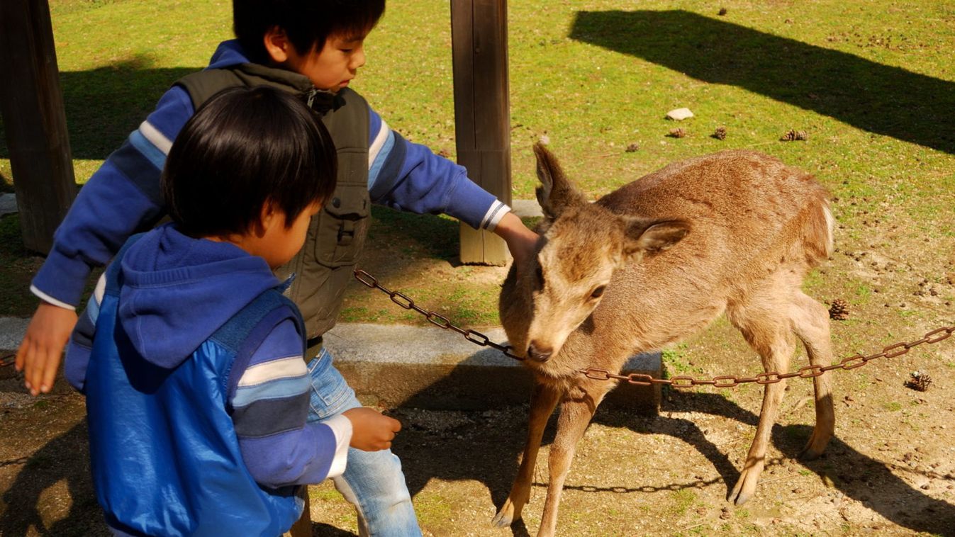 Megszületett az idei első szikaszarvasborjú a nyugat-japán Nara Parkban