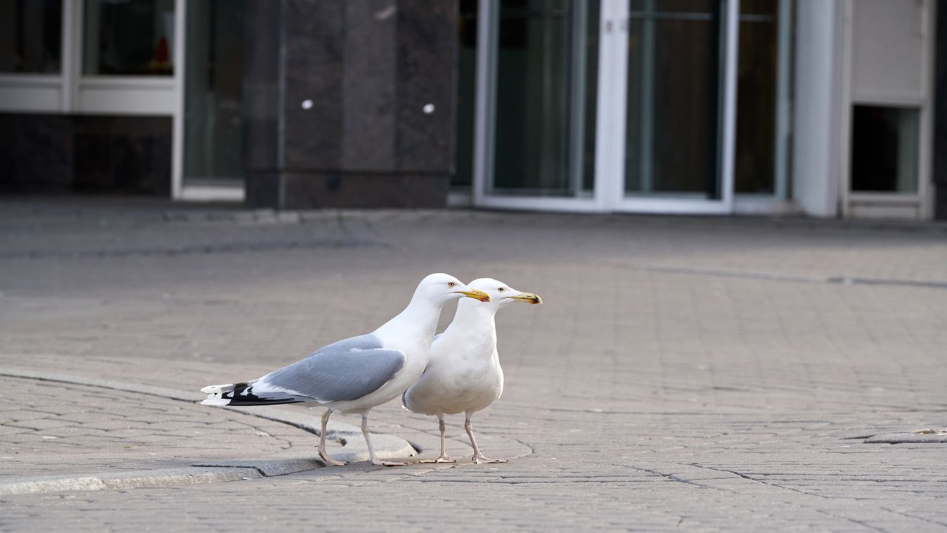 Profi tolvajként lopott a rámenős sirály (videó)