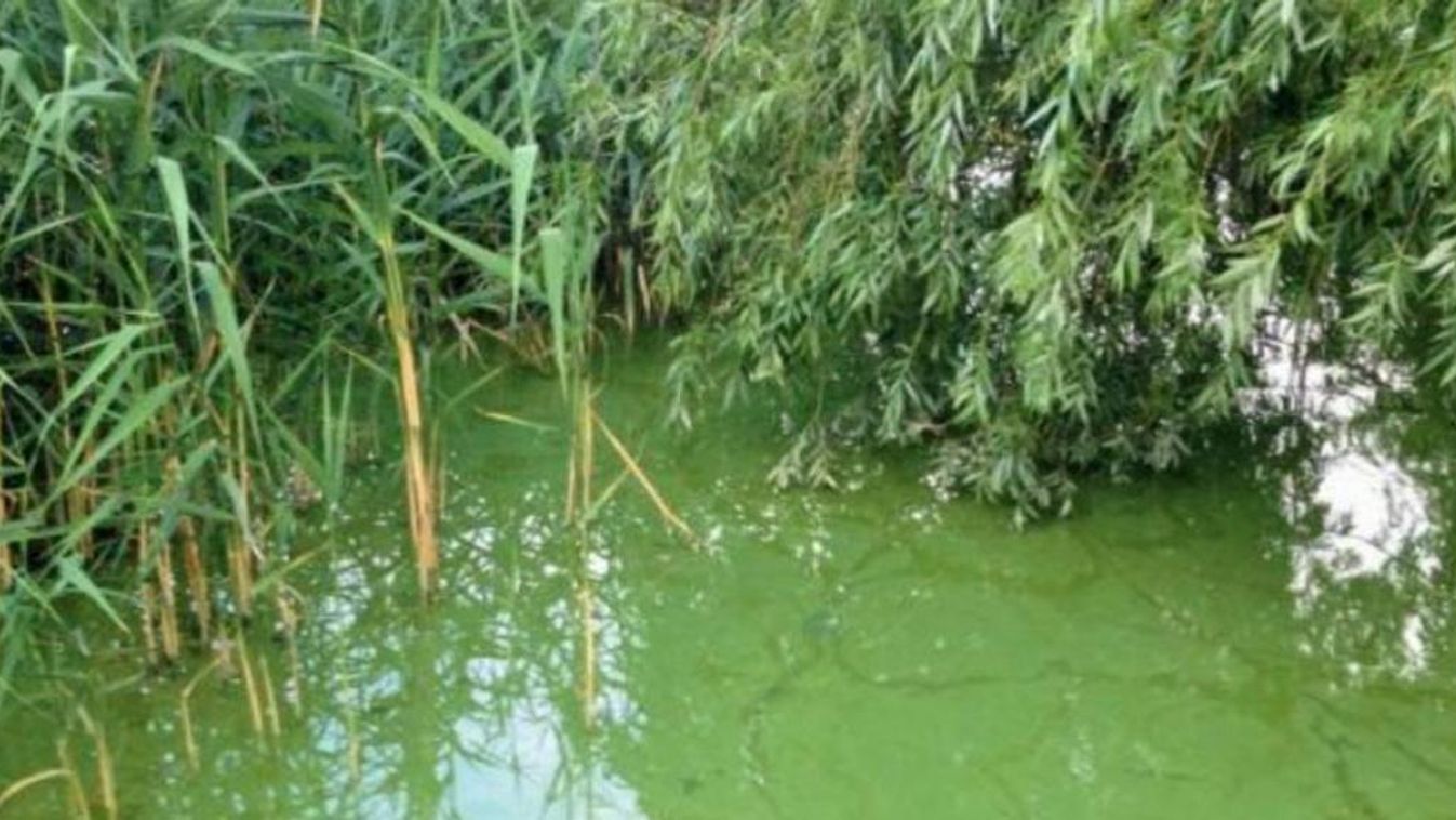 A lehűlés megállította az algák szaporodását a Balatonban