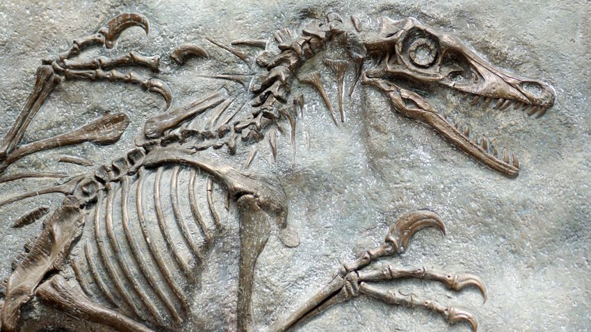 HAON – Közel 5 milliárd forintért kelt el Raptor, a 110 millió éves dinoszaurusz-csontváz