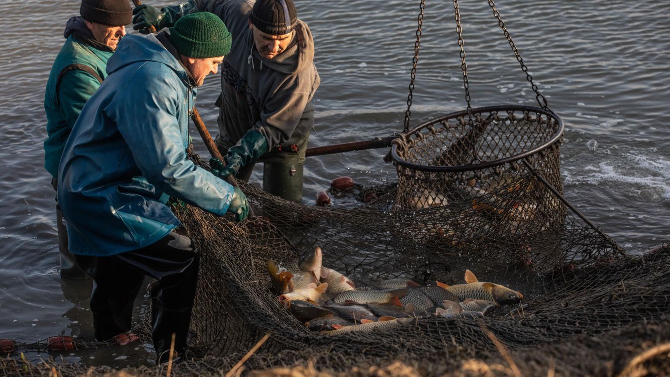 Várhatóan ennyiért vehetjük majd a pontyot karácsonyra