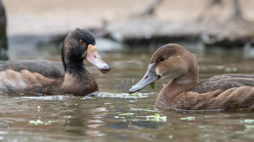 El zoológico de Debrecen ha crecido con un par de patos pebozaka