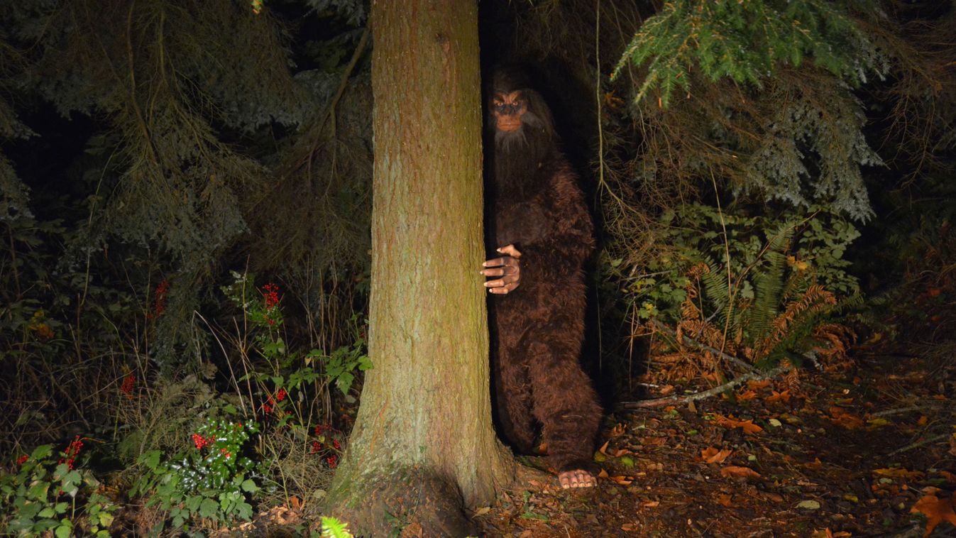 Megoldódott a híres Bigfoot rejtélye, valójában ezt látják, akik találkoznak vele