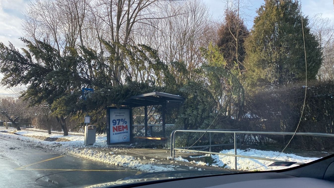 Csoda, hogy nem történt tragédia: buszmegállóra borult egy hatalmas fenyő Józsán