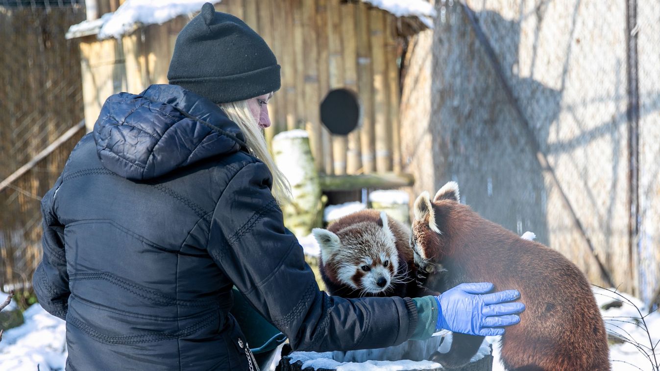Medveünnep volt a debreceni állatkertben – fotókkal