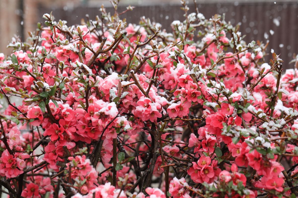 A virágokat sem kímélte a márciusi hó