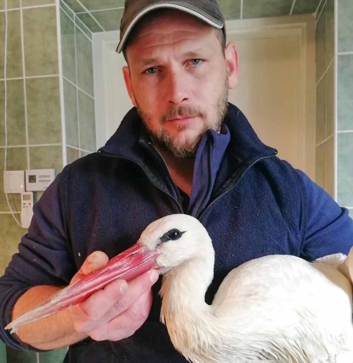Molnár Mihály állatgondozó és a megmentett gólya