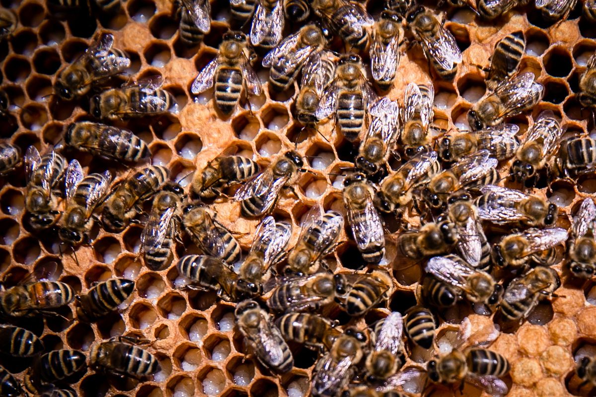 Debrecen méh lép méz haon