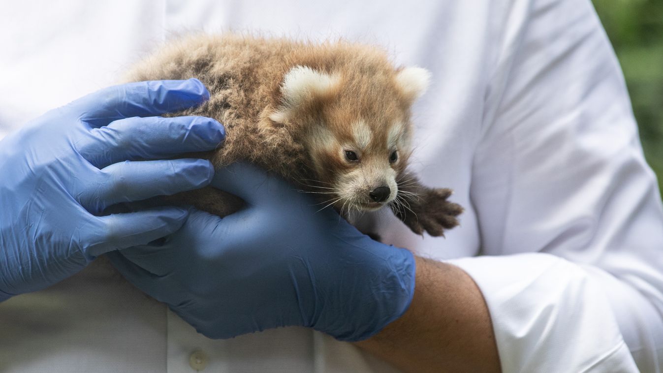 Kiderült a debreceni újszülött vörös panda neme – fotókkal, videóval!