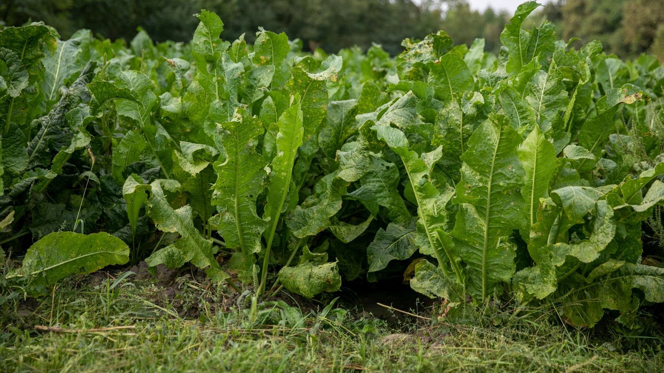 A tormázásra is ráállították a közmunkásokat Bagamérban