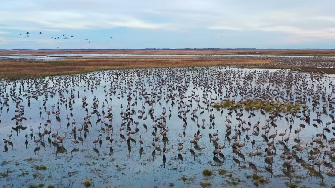 Ekkora hangzavarral ébred tízezer daru a Hortobágyon – videóval