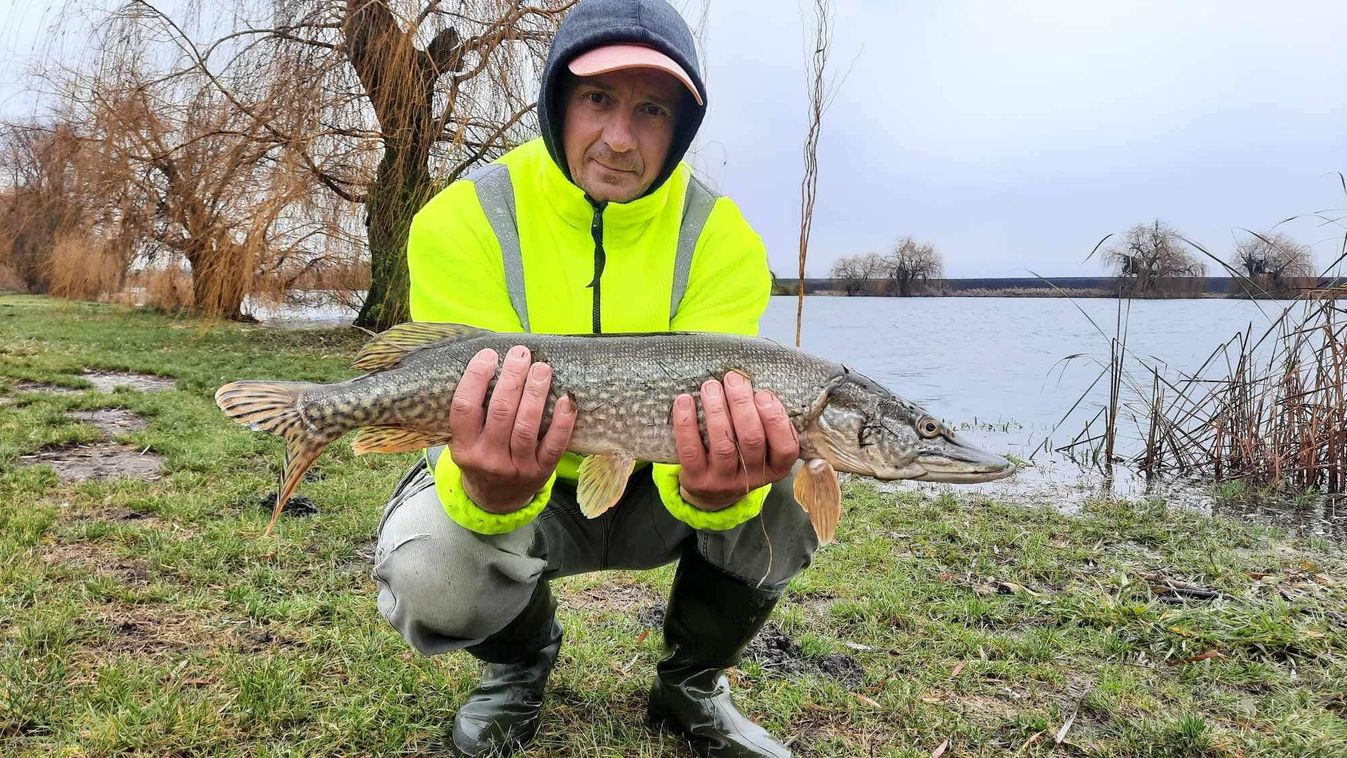 Egy szép csuka harapott rá a csalira a debreceni horgászhelyen