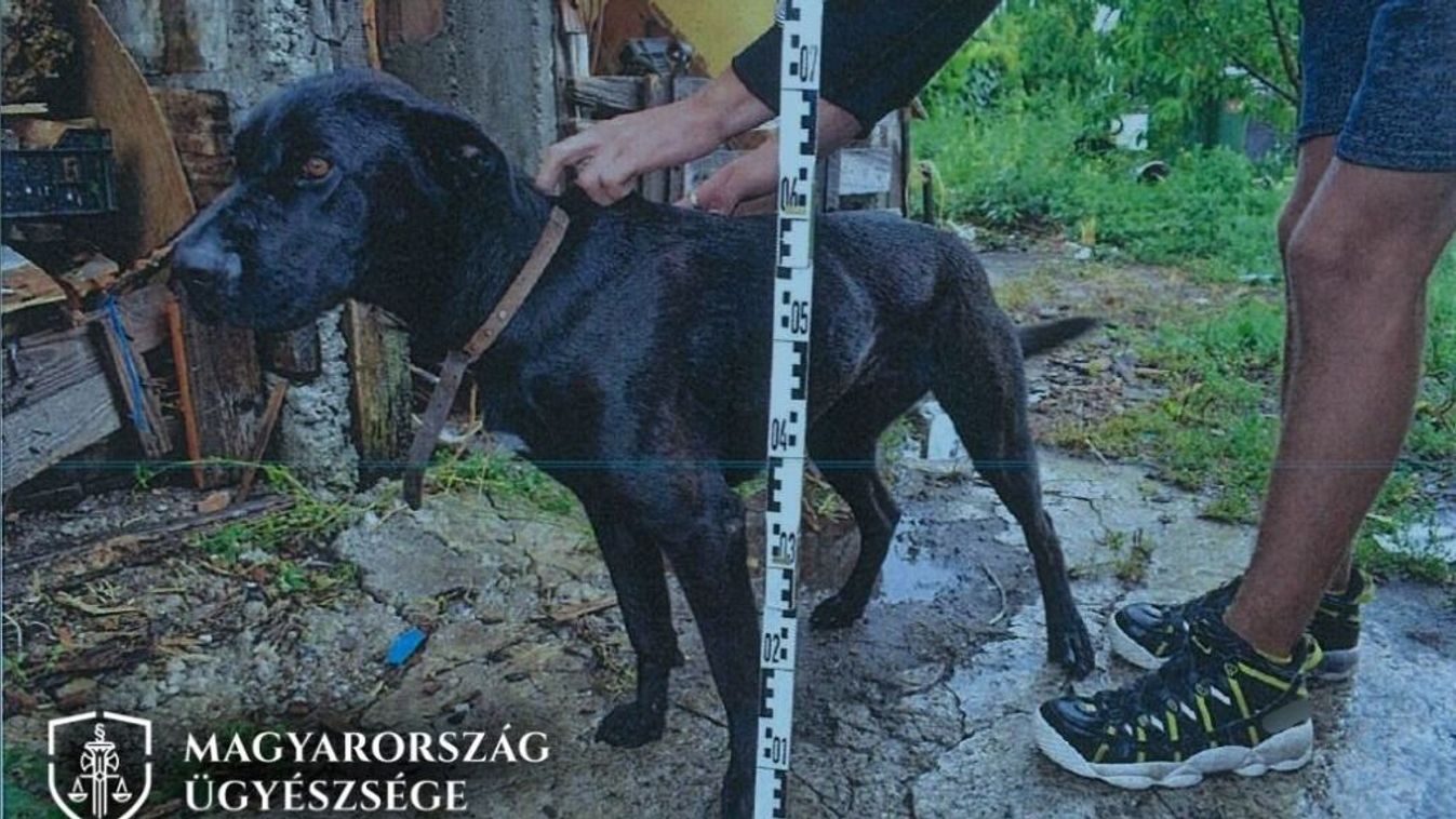 Lefejelt egy rendőrt, majd az egyenruhásokra uszította a kutyáját egy agresszív férfi