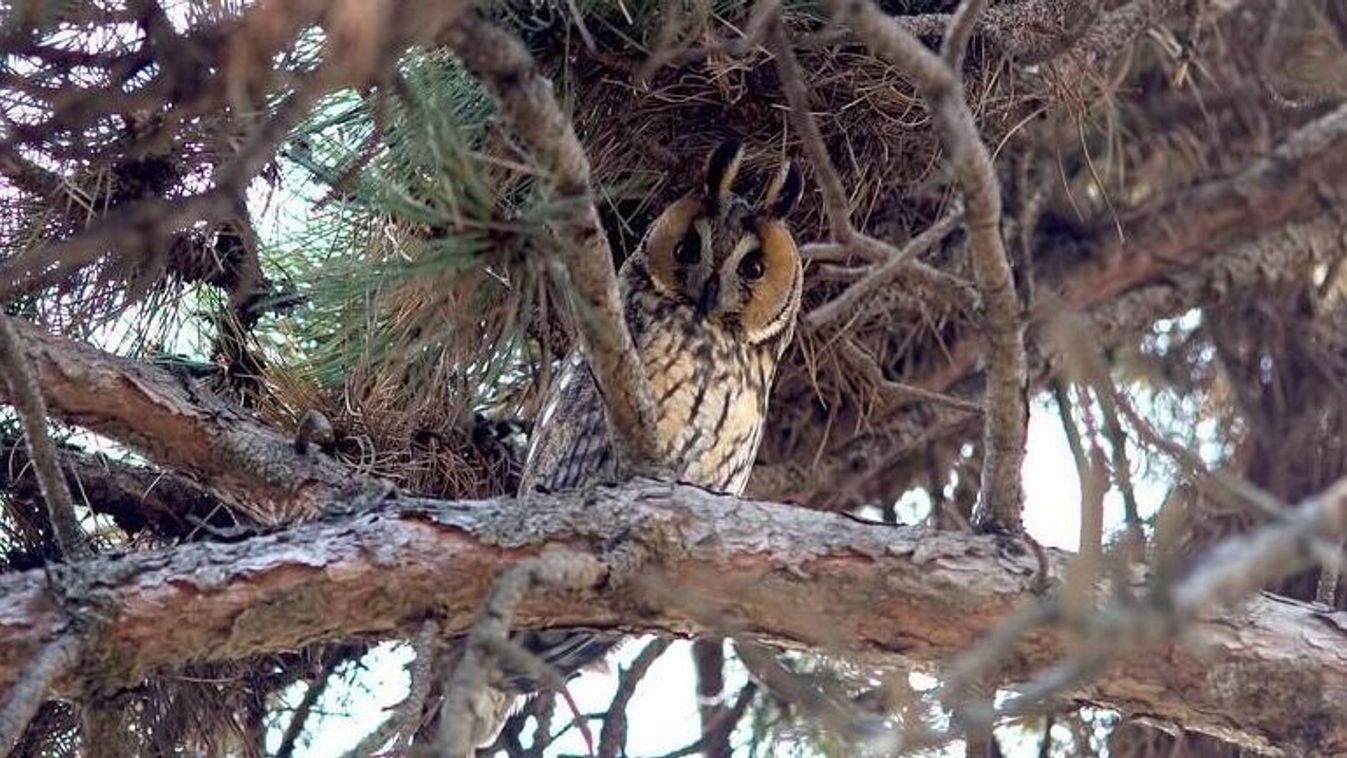Erdei fülesbaglyok tucatjait sikerült lencsevégre kapni a belvárosi lakóparkban – fotókkal