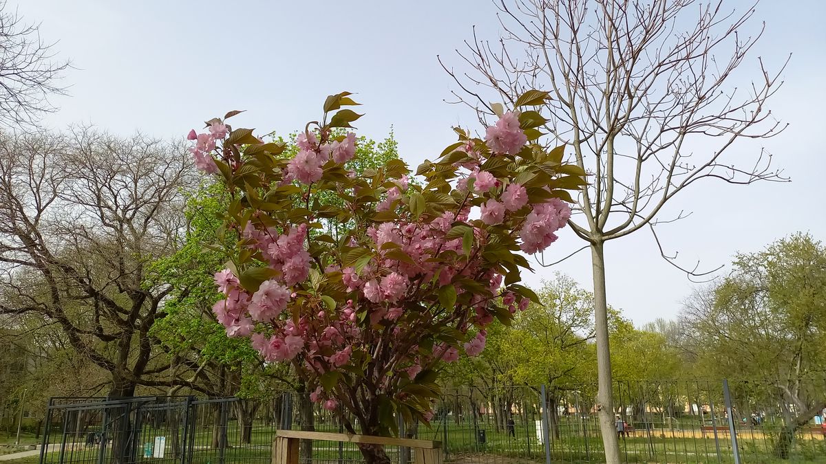 tavasz, virág, japáncseresznye