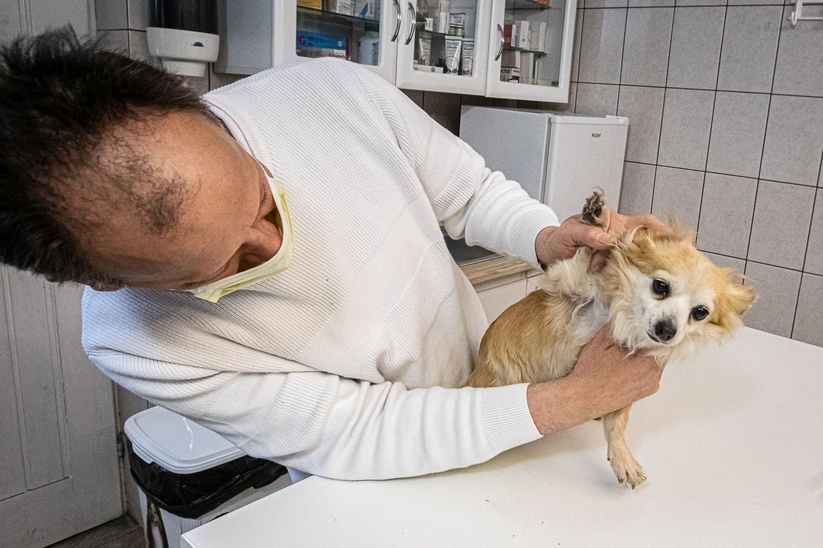 Debrecen Állatorvos nézi át a kutyát kullancs után kutatva haon