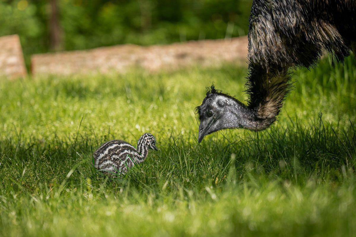 emu-futomadar-ausztralia-debrecen