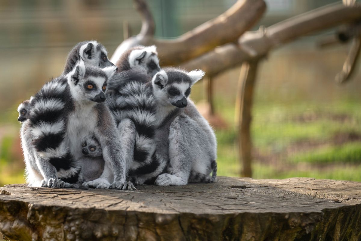 Katták születtek a debreceni állatkertben