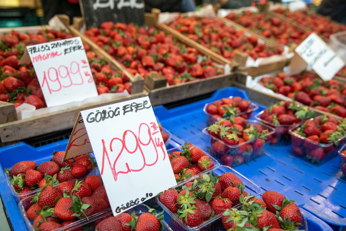 A magyar eper ára most drágább, mint a görögé

Debrecen Haon 2024 eperárak
