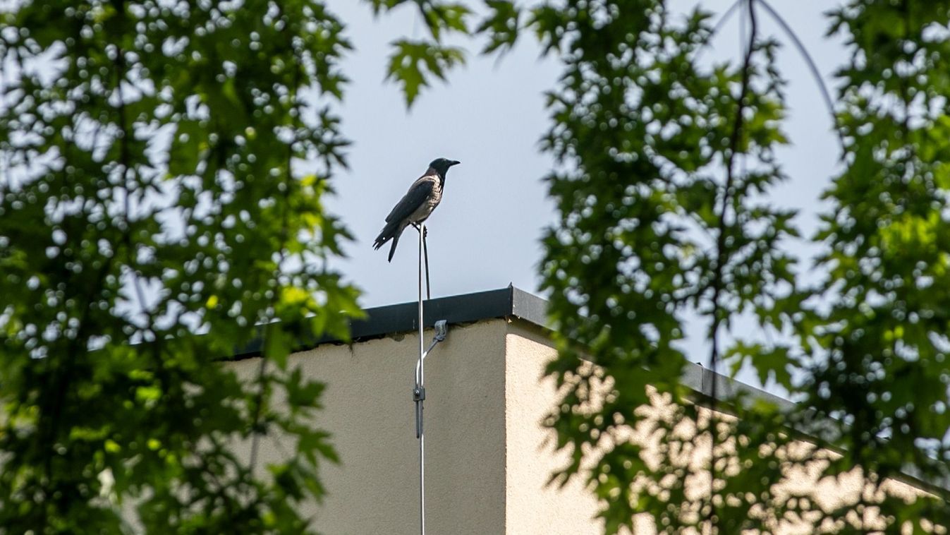 Hitchcock rémálma az Újkertben