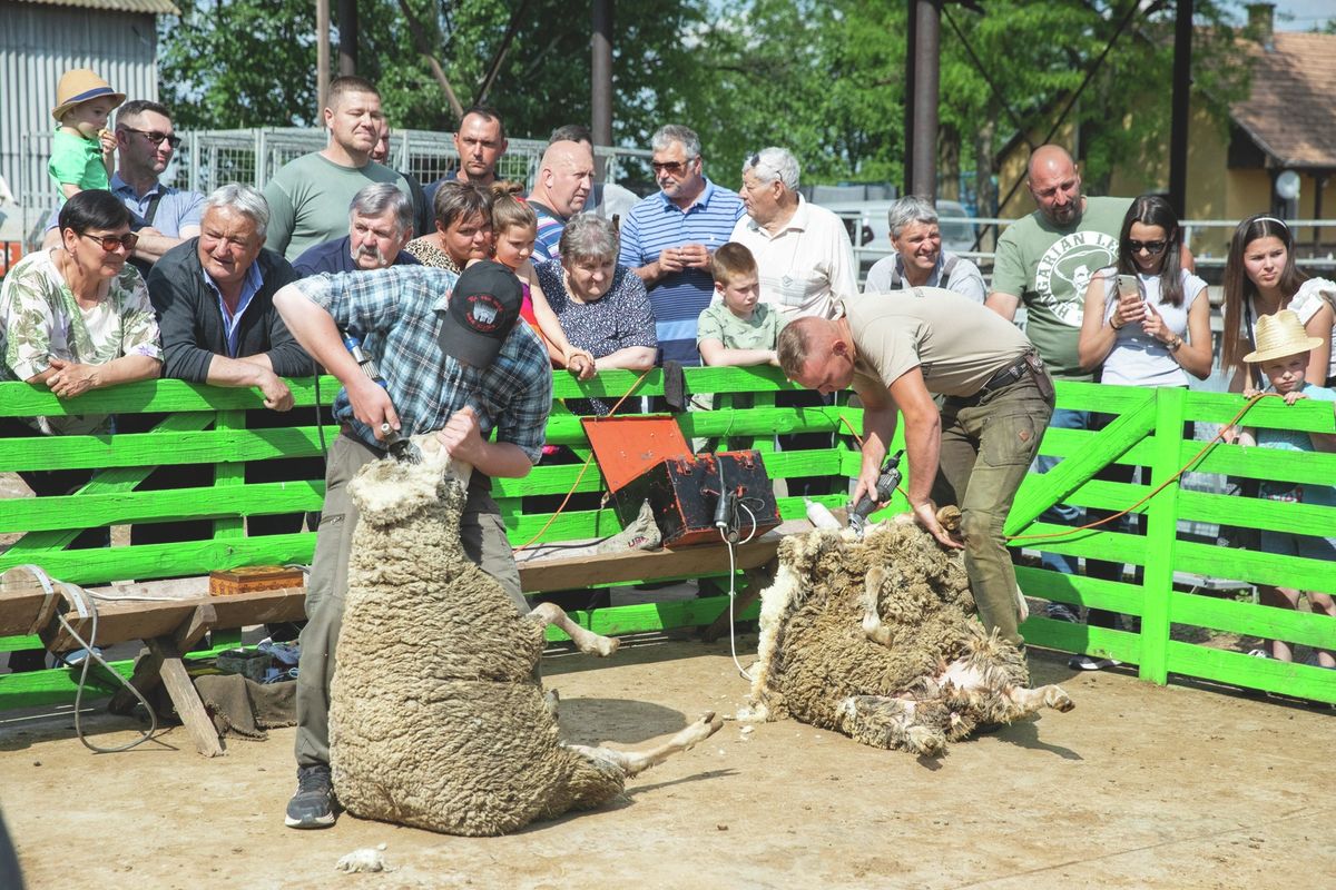 Tizenegyen versenyeztek a balmazújvárosi juhnyíró versenyen
Haon birka juhnyírás birkanyíró birkanyírás