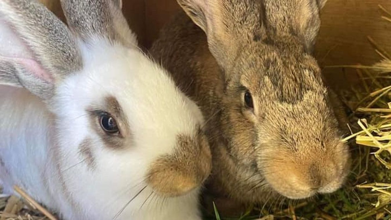 Egy egész város kereste, meglett az ellopott terápiás nyúl