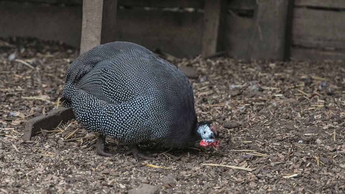 állatkínzás, debreceni törvényszék, hajdú-bihar, légfegyver