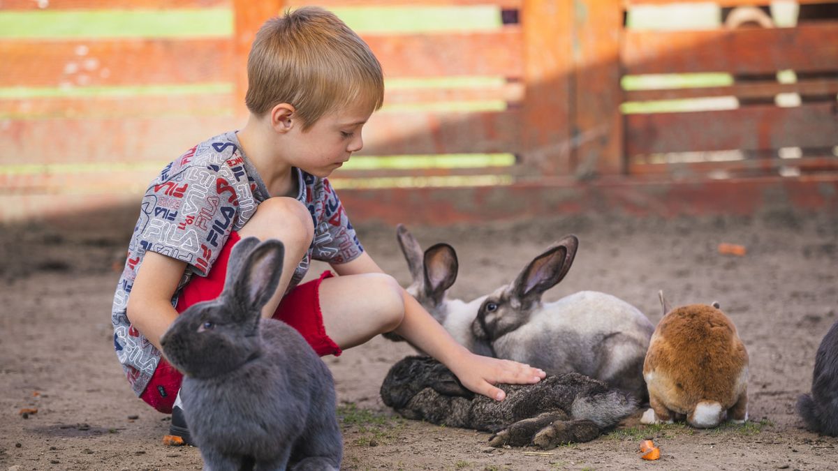 Halápi állatsimogató születésnapi rendezvény; a Salánki farm is csatlakozik a Városkártya-programhoz Debrecen haon