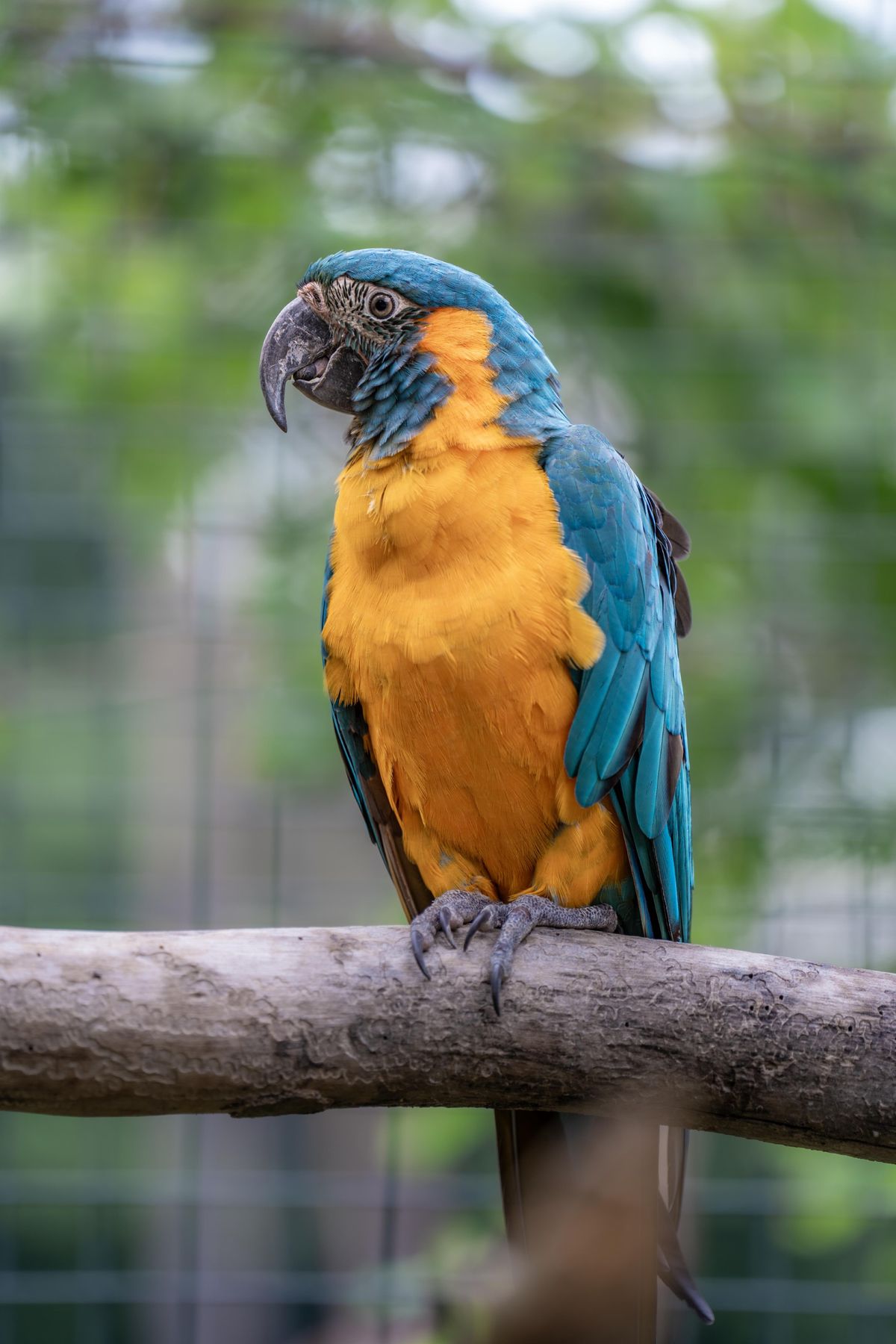ritka papagáj-debrecen-állatkert
