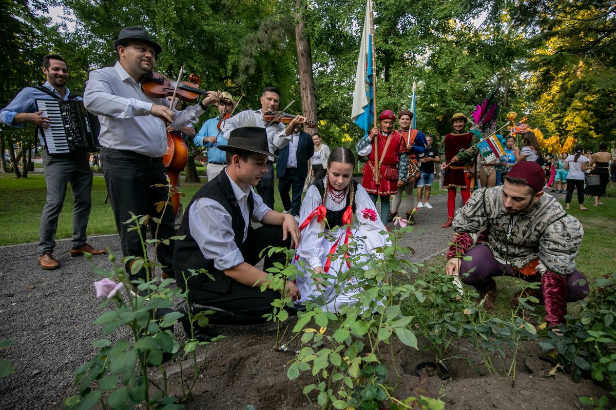 Immár hagyomány, hogy rózsát ültetnek az összefogás jegyében Debrecenben, a Székelyek parkjában a Világok virága elnevezésű rendezvényen a Virágkarneválra érkező csoportok