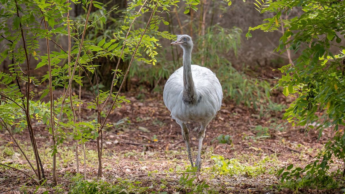 Fehér ruhás menyasszonyt kapott Nándi, a Zoo Debrecen nandukakasa