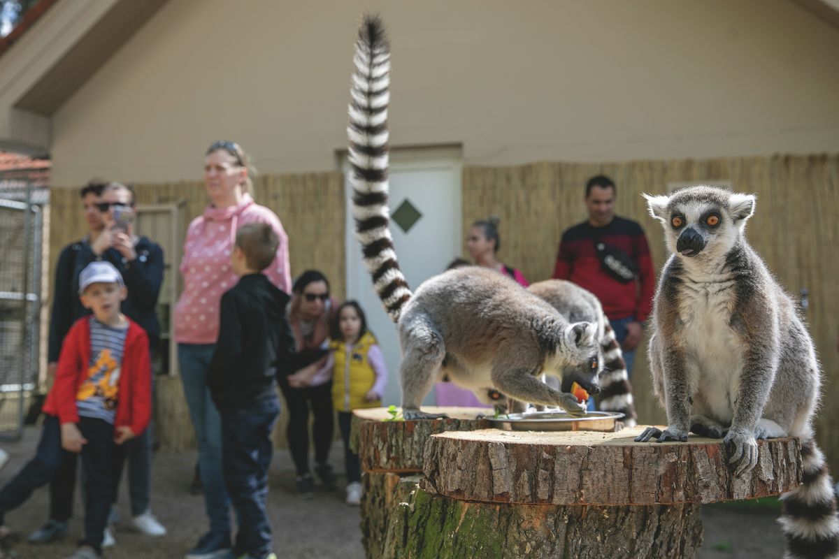 A debreceni állatkert idén is kedveskedi az általános iskolásoknak