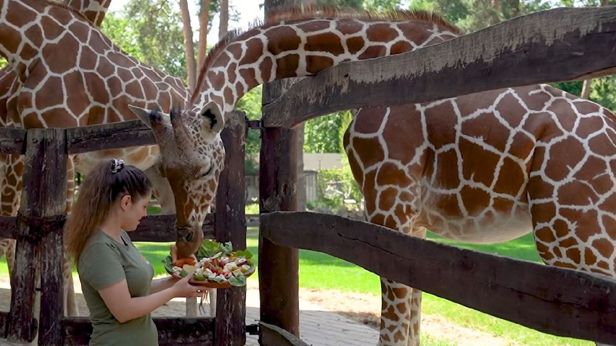 Zöldség- és gyümölcstortát kapott a zsiráfok világnapján Zahara, a debreceni állatkert lakója