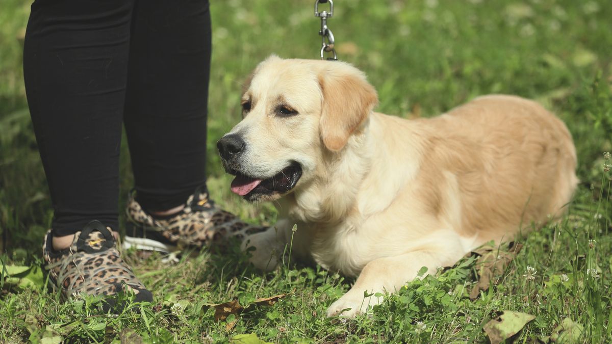 Bár még csak tervben van az újkerti kutyafuttató, de a zöldterületre még így is előszeretettel látogatnak ki a gazdik és kedvenceik Debrecen haon