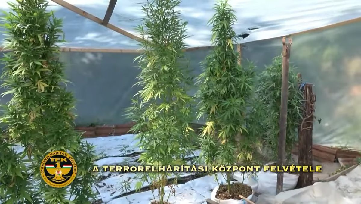 Kannabiszültetvényt találtak egy komádi férfi udvarán