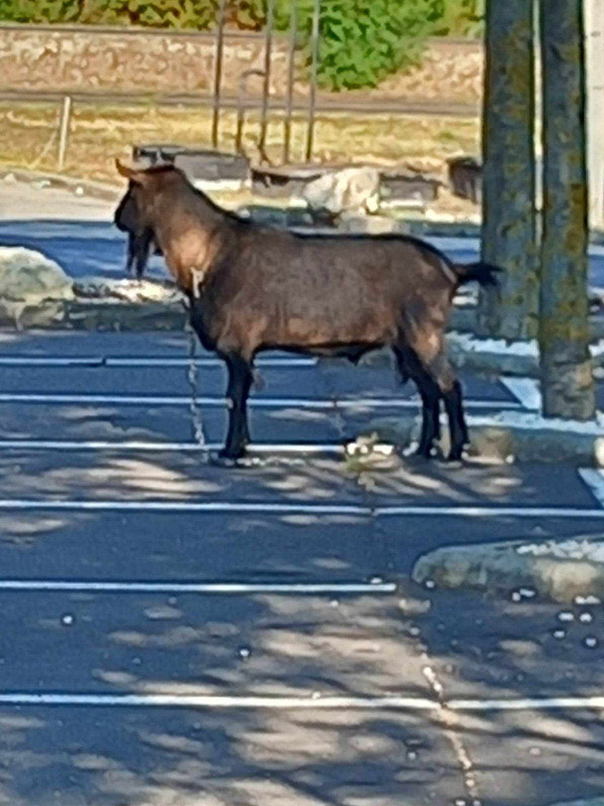 A kecske szabályosan leparkolva várakozott