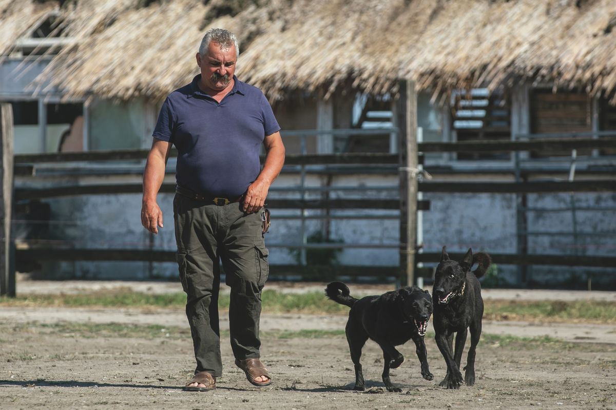 sinka, kutya, hortobágyi pásztor, sinka eredete, fajtásítás