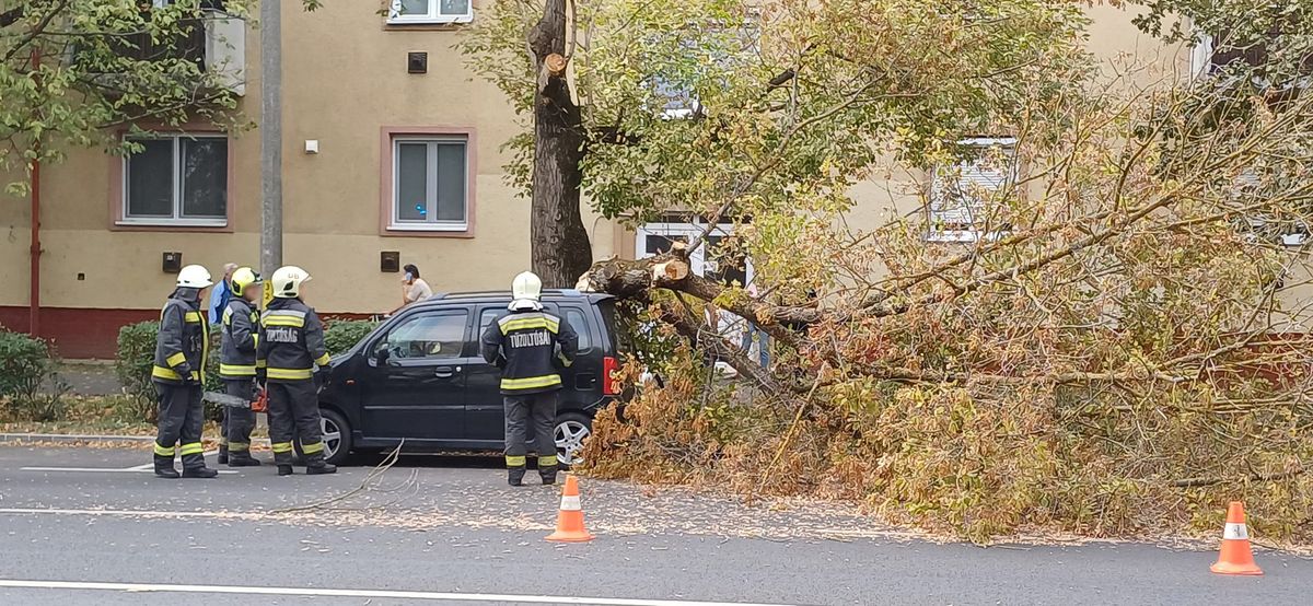 Parkoló autóra dőlt egy fa csütörtökön az Egyetem sugárúton, Debrecenben