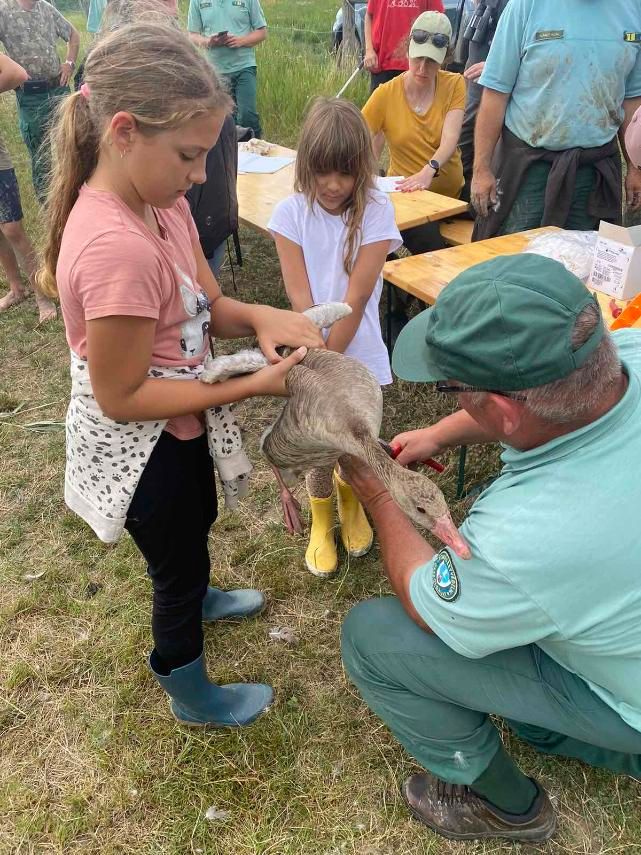 A hortobágyi madárgyűrűzésen felnőttek és diákok egyaránt részt vettek