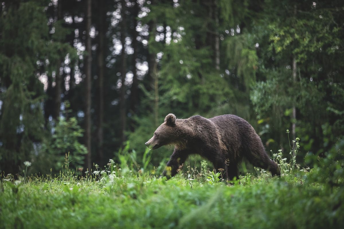 barna medve hajdú-biharban, nyírmártonfalva, vámospércs, vadásztársaság, vadászkamara