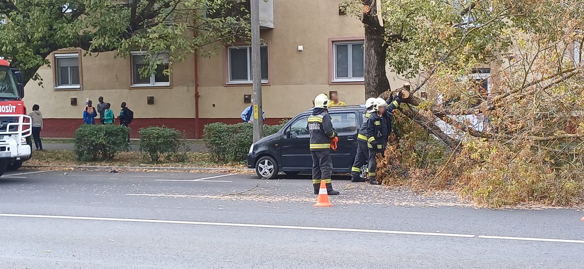 Parkoló autóra dőlt egy fa csütörtökön az Egyetem sugárúton, Debrecenben