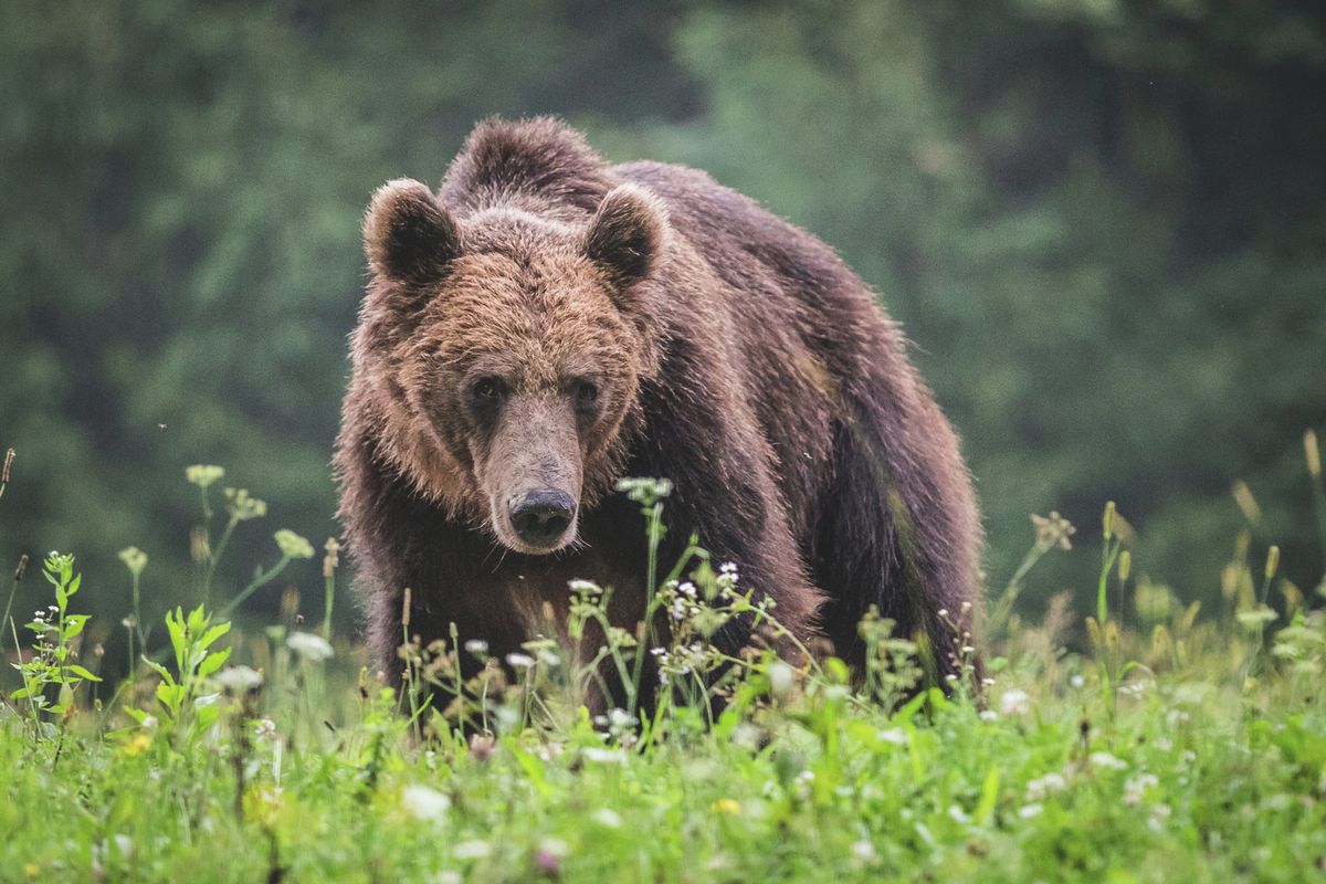 barnamedve hajdú-biharban, nyírmártonfalva, vámospércs, vadásztársaság, vadászkamara