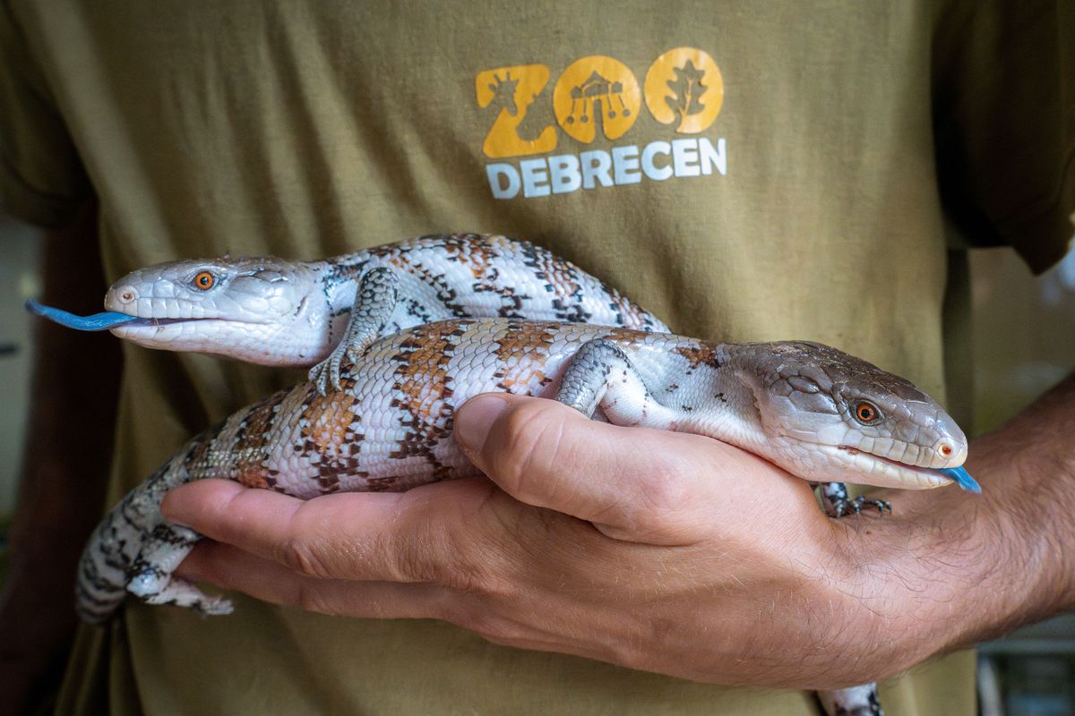 Kéknyelvű szkinkek érkeztek a debreceni állatkertbe