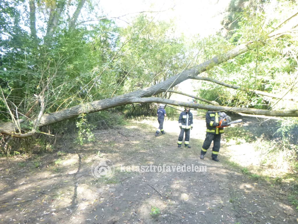 A tűzoltók motoros láncfűrésszel vágták le az ágat