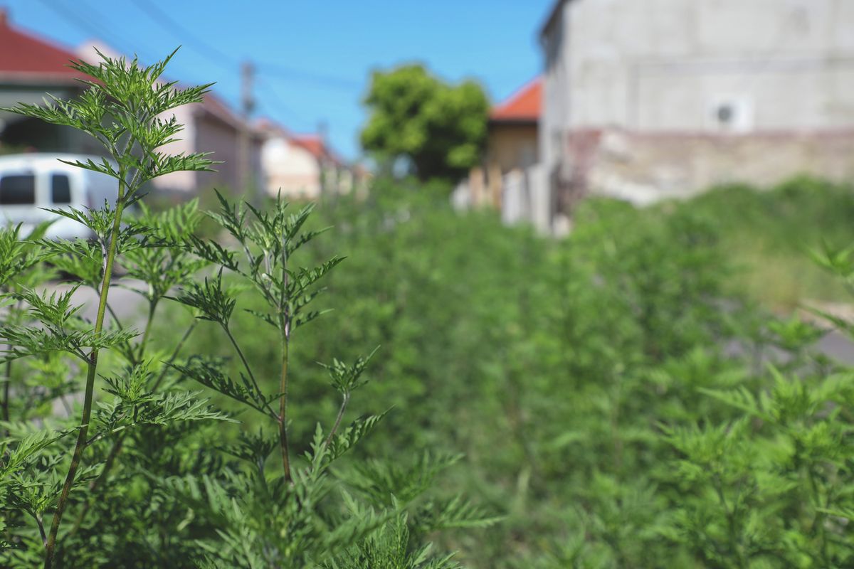 A napokban tetőzik az idei parlagfűszezon