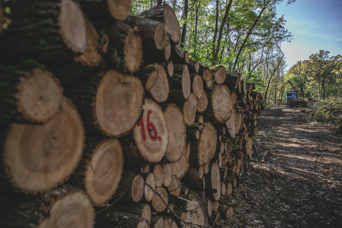 tűzifa ára, nyírerdő, hatósági áras tűzifa